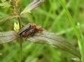 Cantharis livida